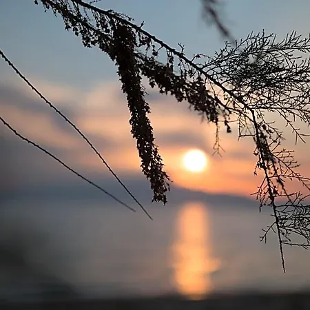 Sentimento